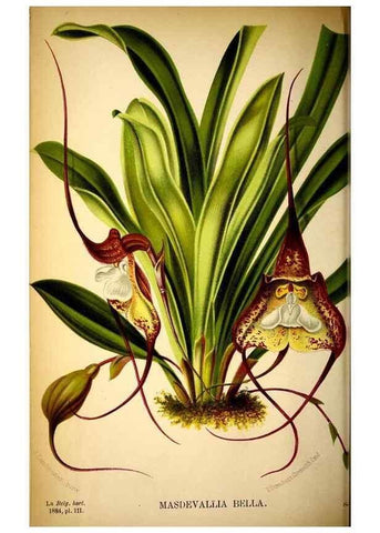 Reproducción/Reproduction 49127498543: Belgique horticole.. Liége.. 