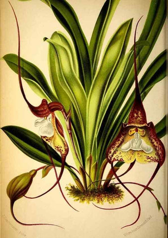 Reproducción/Reproduction 49127498543: Belgique horticole.. Liége.. 
