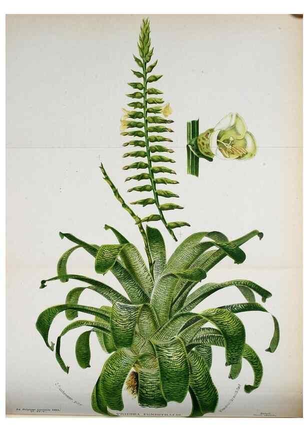 Reproducción/Reproduction 49128174317: Belgique horticole.. Liége.. 