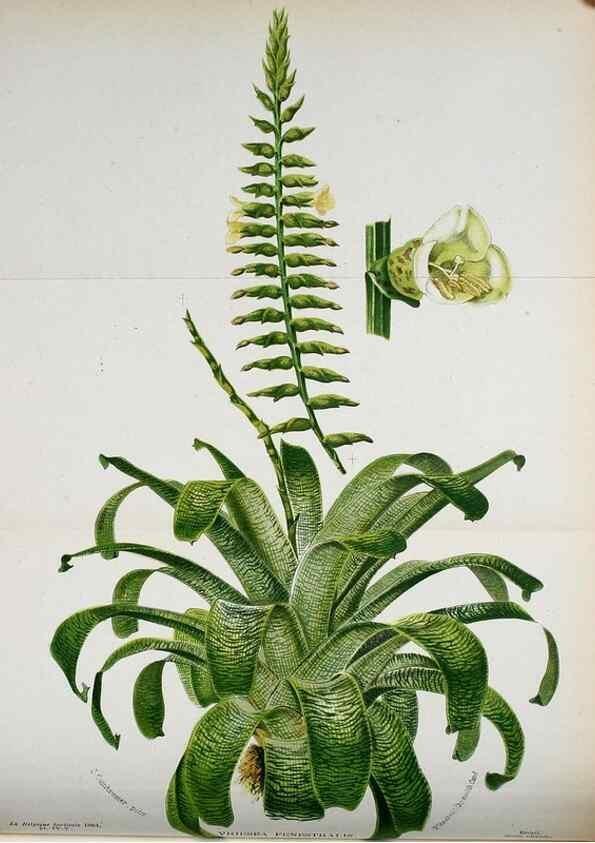 Reproducción/Reproduction 49128174317: Belgique horticole.. Liége.. 