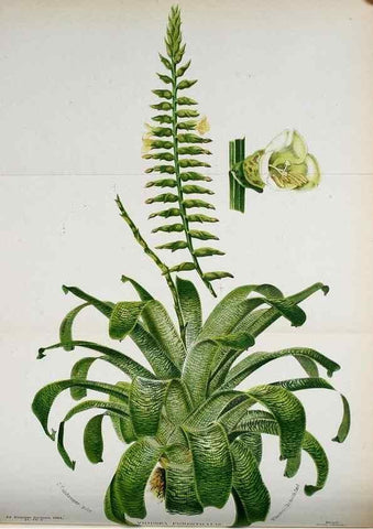 Reproducción/Reproduction 49128174317: Belgique horticole.. Liége.. 