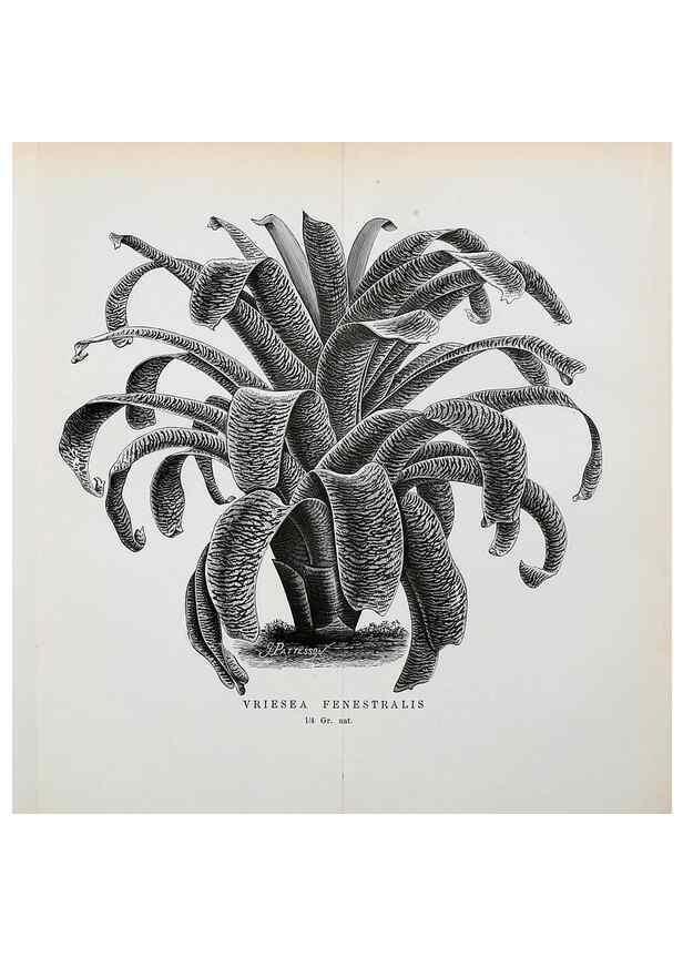 Reproducción/Reproduction 49127499893: Belgique horticole.. Liége.. 