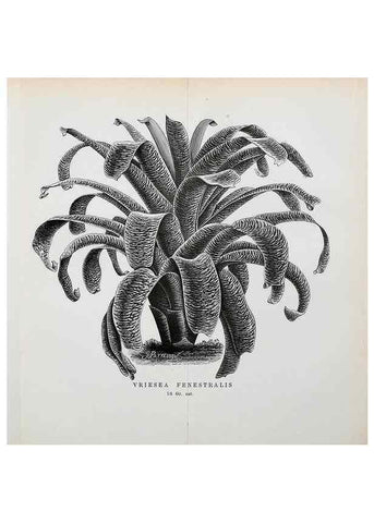 Reproducción/Reproduction 49127499893: Belgique horticole.. Liége.. 