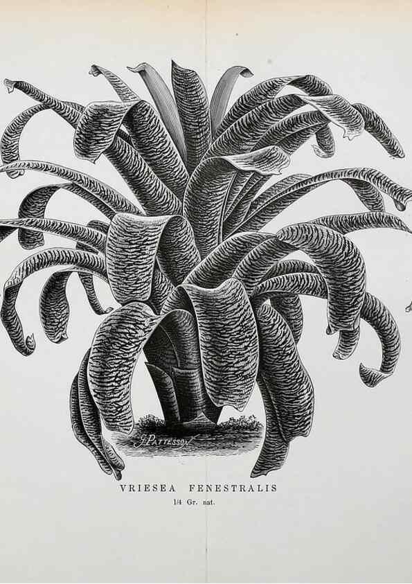 Reproducción/Reproduction 49127499893: Belgique horticole.. Liége.. 