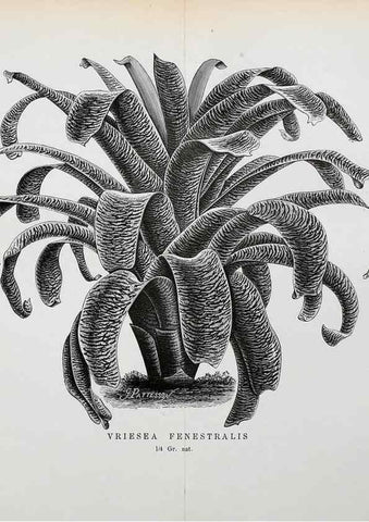 Reproducción/Reproduction 49127499893: Belgique horticole.. Liége.. 