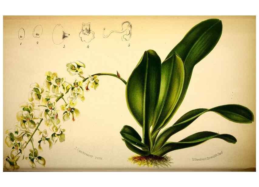 Reproducción/Reproduction 49127500283: Belgique horticole.. Liége.. 