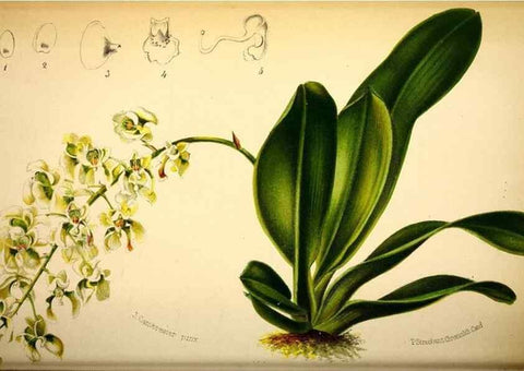 Reproducción/Reproduction 49127500283: Belgique horticole.. Liége.. 