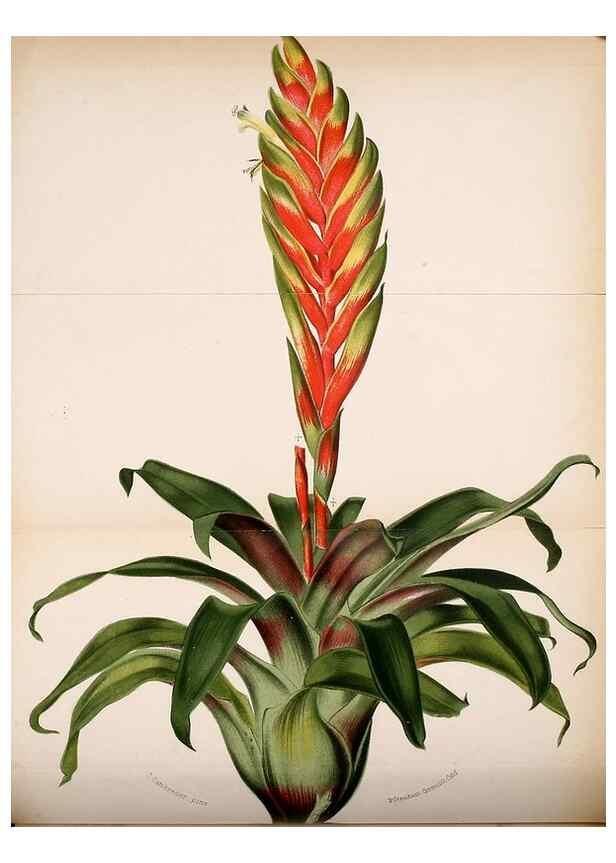 Reproducción/Reproduction 49127500843: Belgique horticole.. Liége.. 