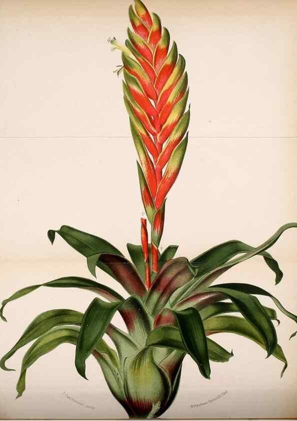 Reproducción/Reproduction 49127500843: Belgique horticole.. Liége.. 