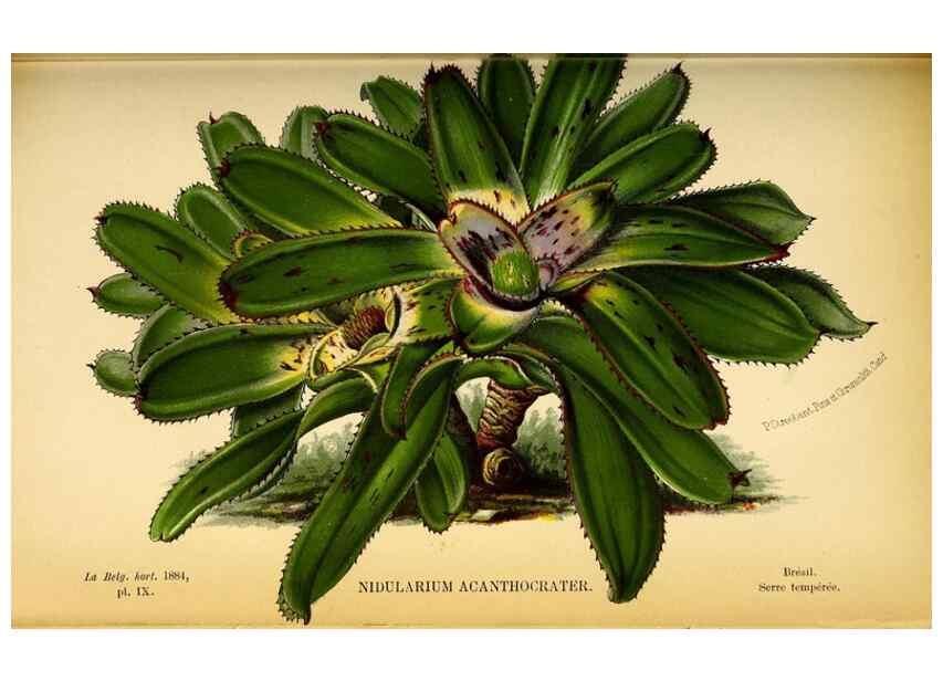 Reproducción/Reproduction 49127990326: Belgique horticole.. Liége.. 