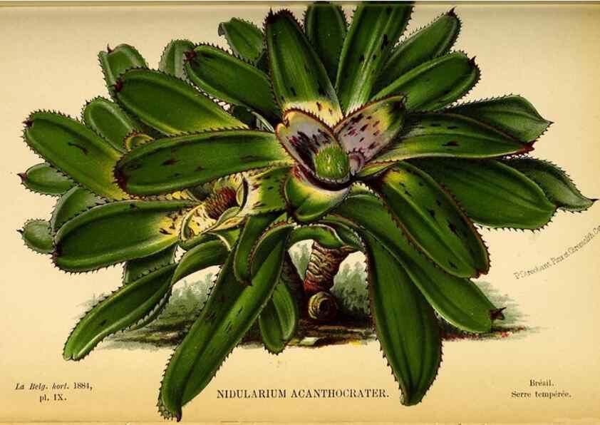 Reproducción/Reproduction 49127990326: Belgique horticole.. Liége.. 