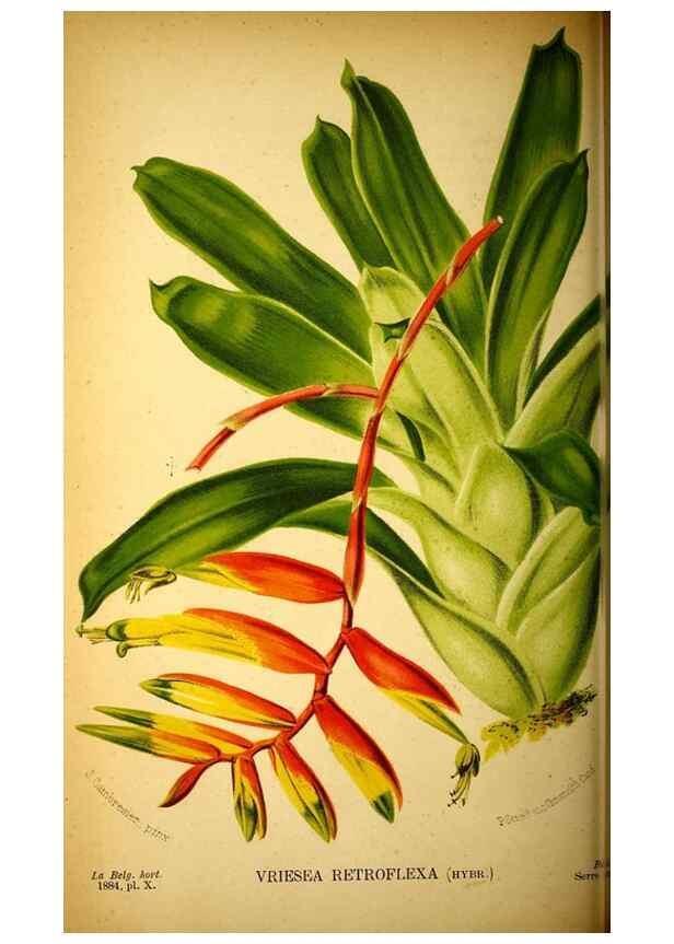 Reproducción/Reproduction 49127501803: Belgique horticole.. Liége.. 