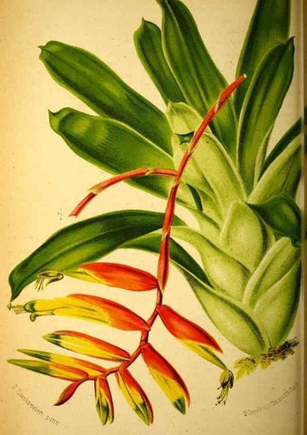 Reproducción/Reproduction 49127501803: Belgique horticole.. Liége.. 