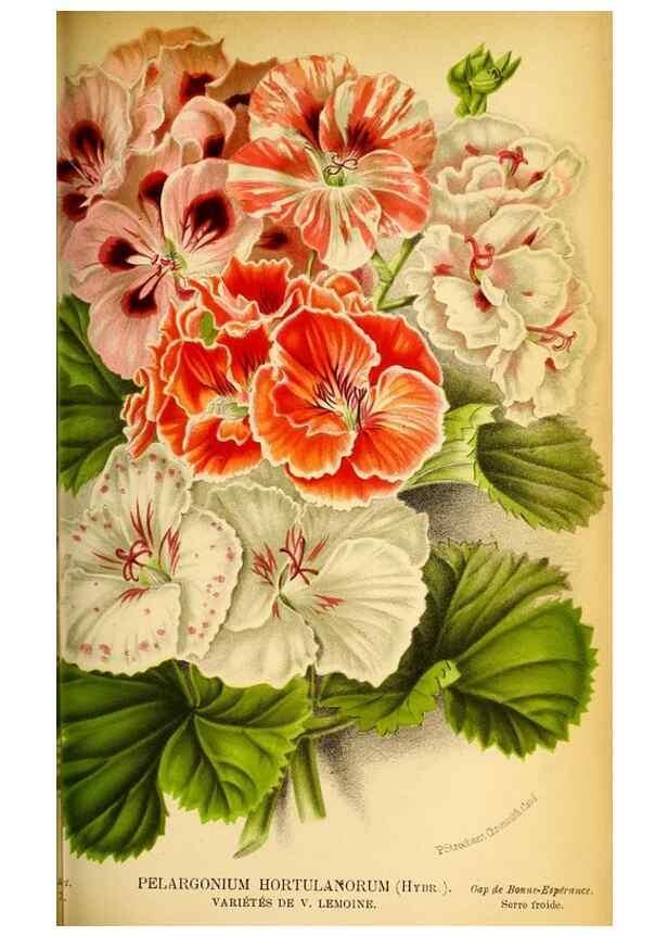 Reproducción/Reproduction 49127502493: Belgique horticole.. Liége.. 
