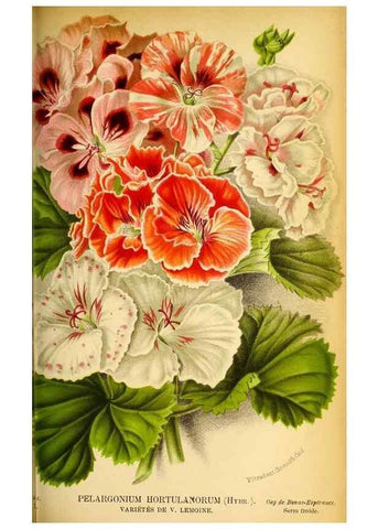 Reproducción/Reproduction 49127502493: Belgique horticole.. Liége.. 