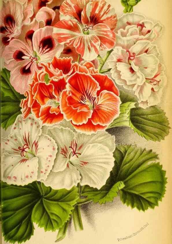 Reproducción/Reproduction 49127502493: Belgique horticole.. Liége.. 