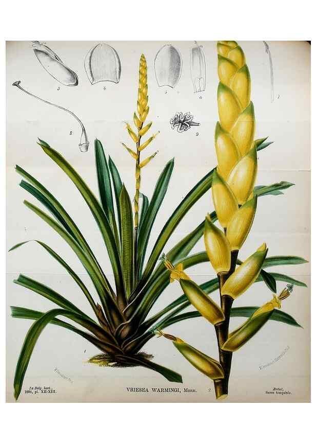 Reproducción/Reproduction 49127992451: Belgique horticole.. Liége.. 