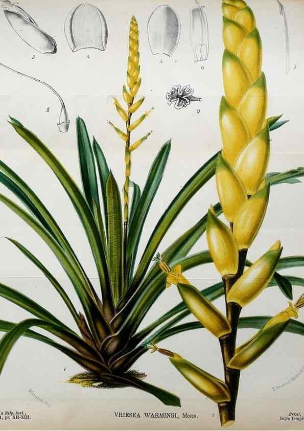 Reproducción/Reproduction 49127992451: Belgique horticole.. Liége.. 