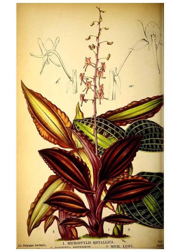 Reproducción/Reproduction 49128178877: Belgique horticole.. Liége.. 