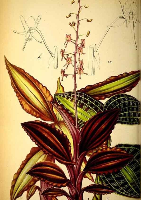 Reproducción/Reproduction 49128178877: Belgique horticole.. Liége.. 