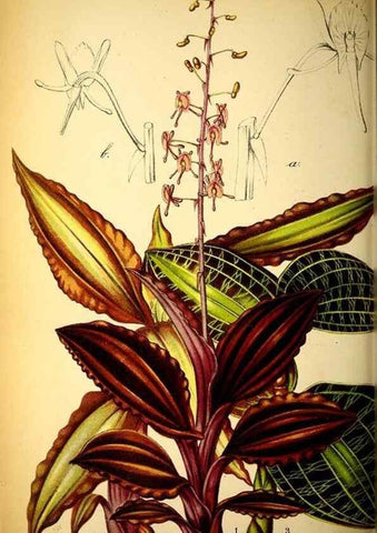 Reproducción/Reproduction 49128178877: Belgique horticole.. Liége.. 