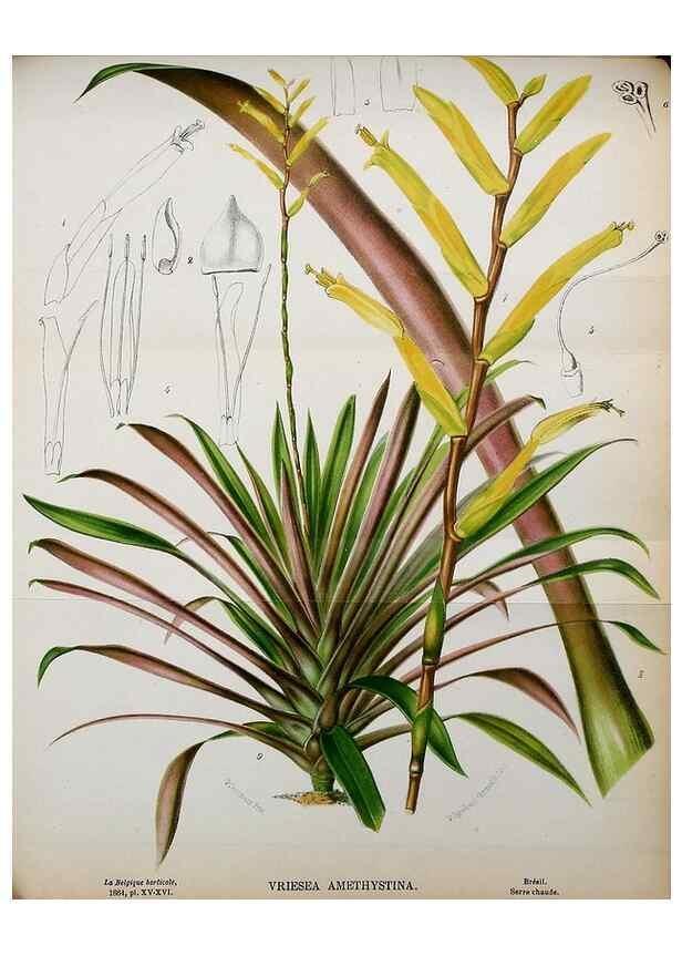 Reproducción/Reproduction 49127993421: Belgique horticole.. Liége.. 