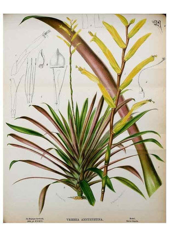 Reproducción/Reproduction 49127993421: Belgique horticole.. Liége.. 