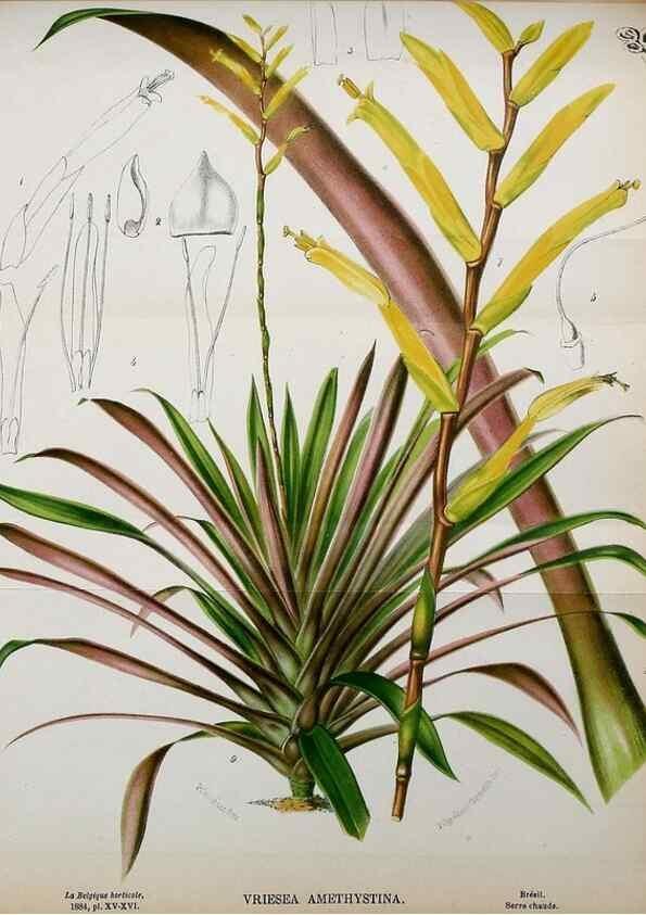 Reproducción/Reproduction 49127993421: Belgique horticole.. Liége.. 
