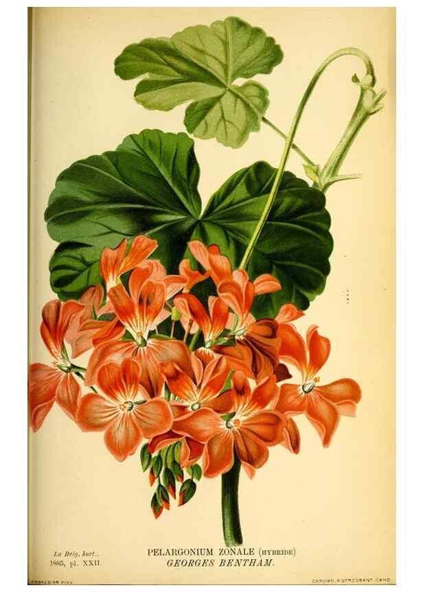 Reproducción/Reproduction 49126789493: Belgique horticole.. Liége.. 