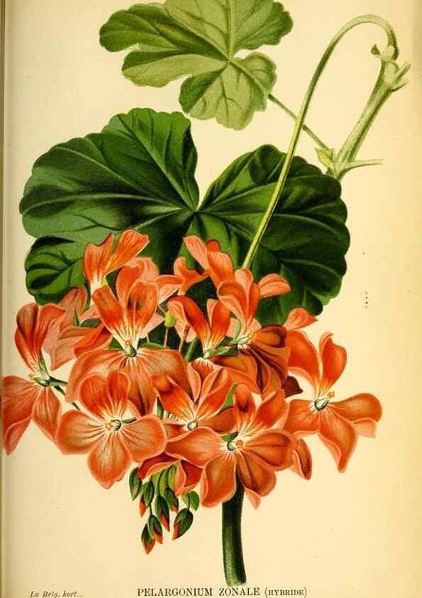 Reproducción/Reproduction 49126789493: Belgique horticole.. Liége.. 