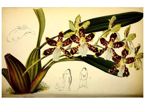 Reproducción/Reproduction 49127280886: Belgique horticole.. Liége.. 