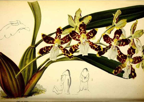 Reproducción/Reproduction 49127280886: Belgique horticole.. Liége.. 