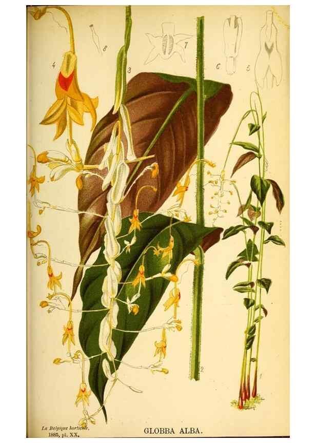 Reproducción/Reproduction 49127280646: Belgique horticole.. Liége.. 