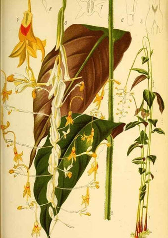 Reproducción/Reproduction 49127280646: Belgique horticole.. Liége.. 