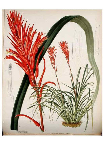 Reproducción/Reproduction 49127465442: Belgique horticole.. Liége.. 