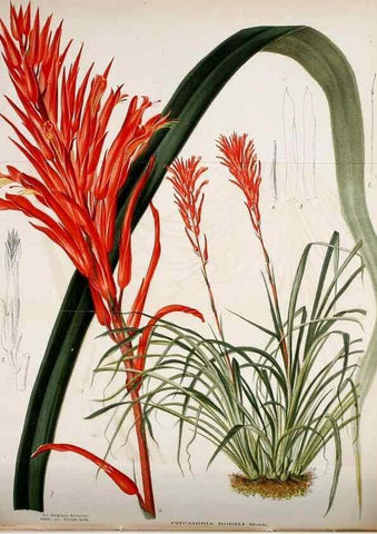 Reproducción/Reproduction 49127465442: Belgique horticole.. Liége.. 