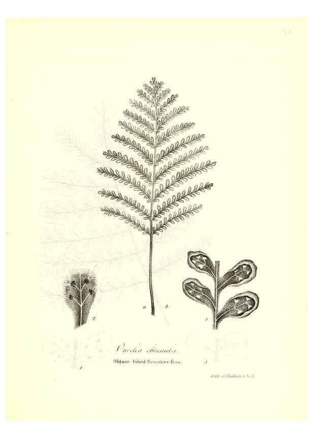 Reproducción/Reproduction 49123150812: A flora of the State of New-York, comprising full descriptions of all the indigenous and naturalized plants hitherto discovered in the state;. Albany,Carroll and Cook, Printers to the Assembly,1843.. 
