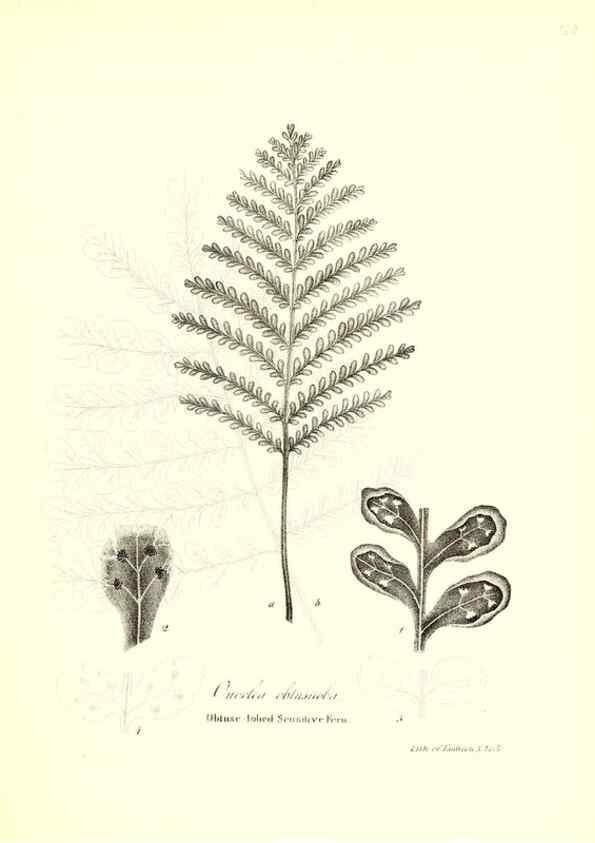 Reproducción/Reproduction 49123150812: A flora of the State of New-York, comprising full descriptions of all the indigenous and naturalized plants hitherto discovered in the state;. Albany,Carroll and Cook, Printers to the Assembly,1843.. 