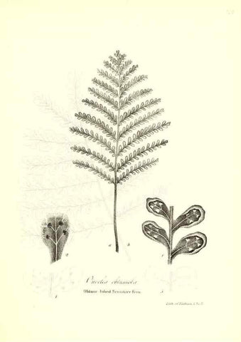 Reproducción/Reproduction 49123150812: A flora of the State of New-York, comprising full descriptions of all the indigenous and naturalized plants hitherto discovered in the state;. Albany,Carroll and Cook, Printers to the Assembly,1843.. 