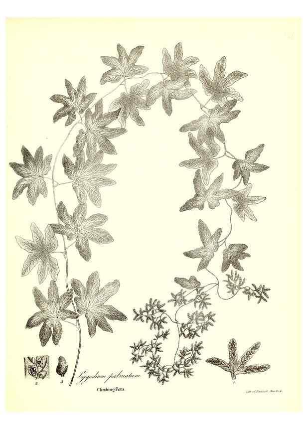 Reproducción/Reproduction 49122462448: A flora of the State of New-York, comprising full descriptions of all the indigenous and naturalized plants hitherto discovered in the state;. Albany,Carroll and Cook, Printers to the Assembly,1843.. 