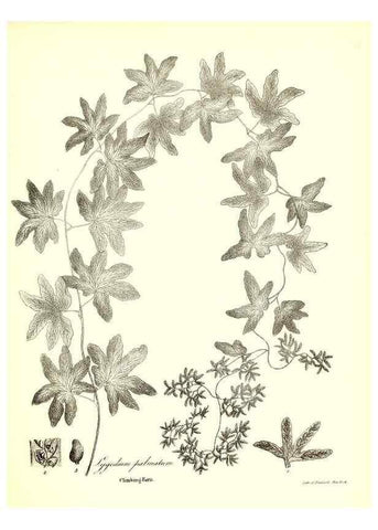 Reproducción/Reproduction 49122462448: A flora of the State of New-York, comprising full descriptions of all the indigenous and naturalized plants hitherto discovered in the state;. Albany,Carroll and Cook, Printers to the Assembly,1843.. 