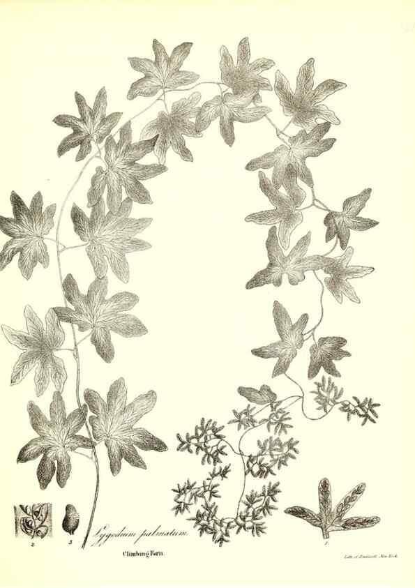 Reproducción/Reproduction 49122462448: A flora of the State of New-York, comprising full descriptions of all the indigenous and naturalized plants hitherto discovered in the state;. Albany,Carroll and Cook, Printers to the Assembly,1843.. 