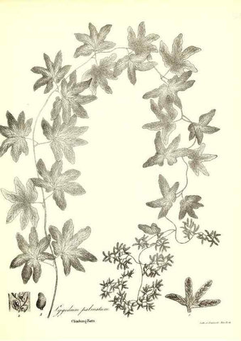 Reproducción/Reproduction 49122462448: A flora of the State of New-York, comprising full descriptions of all the indigenous and naturalized plants hitherto discovered in the state;. Albany,Carroll and Cook, Printers to the Assembly,1843.. 
