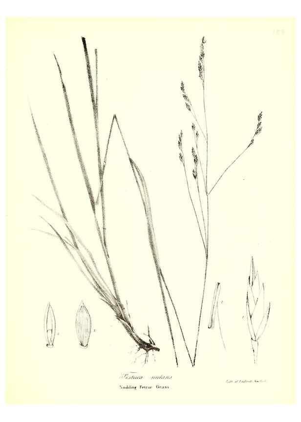 Reproducción/Reproduction 49122461303: A flora of the State of New-York, comprising full descriptions of all the indigenous and naturalized plants hitherto discovered in the state;. Albany,Carroll and Cook, Printers to the Assembly,1843.. 