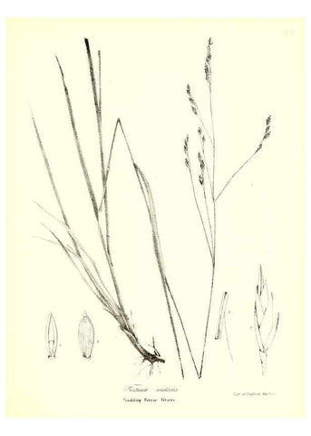 Reproducción/Reproduction 49122461303: A flora of the State of New-York, comprising full descriptions of all the indigenous and naturalized plants hitherto discovered in the state;. Albany,Carroll and Cook, Printers to the Assembly,1843.. 