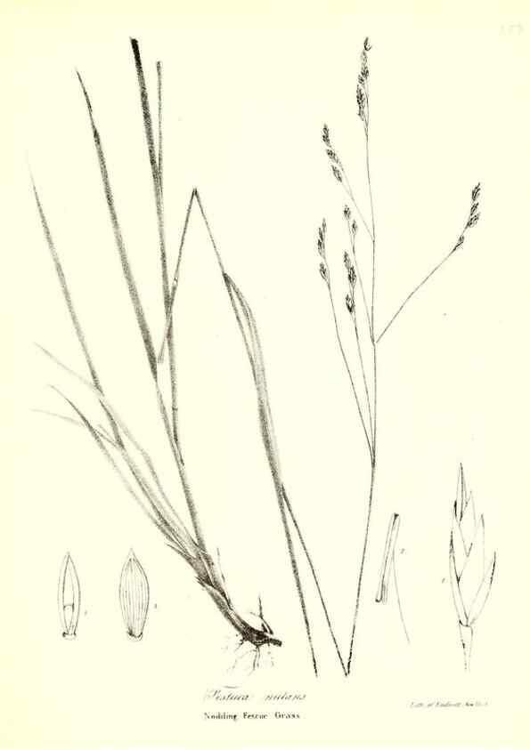 Reproducción/Reproduction 49122461303: A flora of the State of New-York, comprising full descriptions of all the indigenous and naturalized plants hitherto discovered in the state;. Albany,Carroll and Cook, Printers to the Assembly,1843.. 