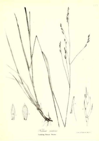 Reproducción/Reproduction 49122461303: A flora of the State of New-York, comprising full descriptions of all the indigenous and naturalized plants hitherto discovered in the state;. Albany,Carroll and Cook, Printers to the Assembly,1843.. 