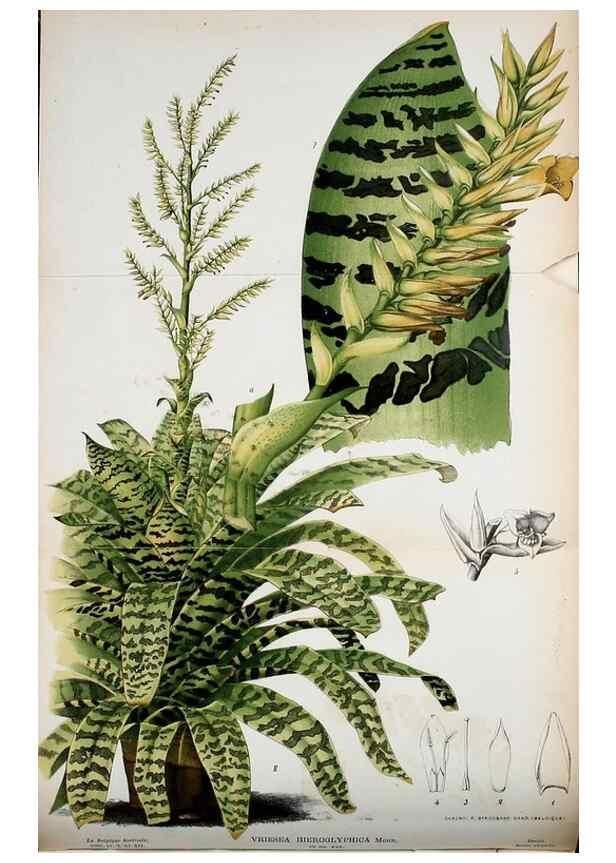 Reproducción/Reproduction 49126787513: Belgique horticole.. Liége.. 