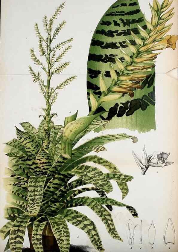 Reproducción/Reproduction 49126787513: Belgique horticole.. Liége.. 