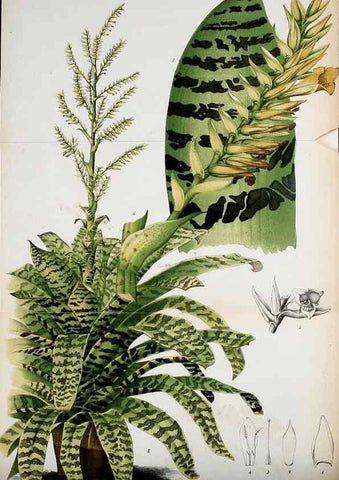 Reproducción/Reproduction 49126787513: Belgique horticole.. Liége.. 